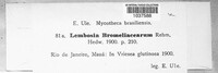 Lembosia bromeliacearum image